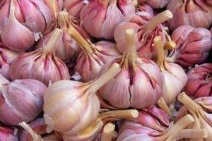 คำอธิบายพันธุ์กระเทียม Gribovsky การเพาะปลูกและการเก็บเกี่ยว