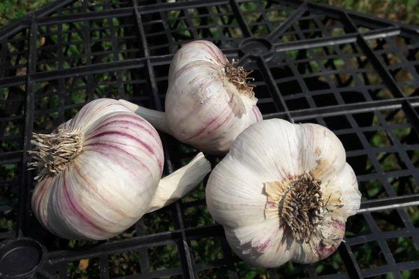 Têtes d'ail