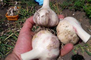 คำอธิบายและลักษณะของกระเทียมพันธุ์คาร์คิฟไวโอเล็ต การเพาะปลูก