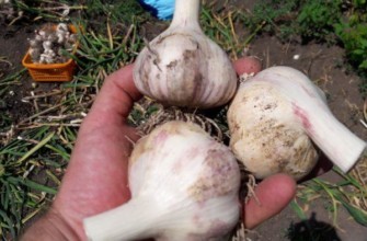 กระเทียมสุก