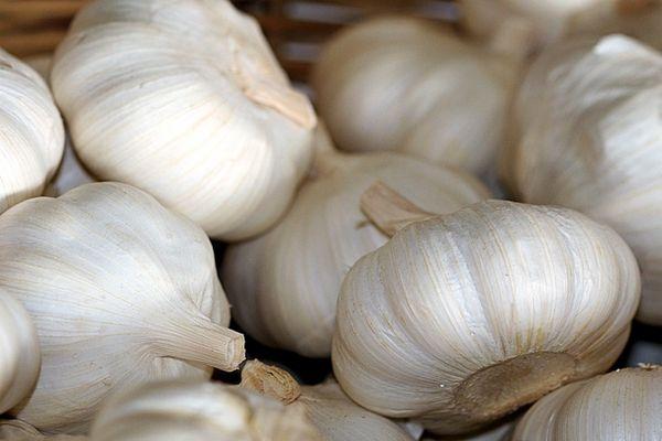 Têtes d'ail