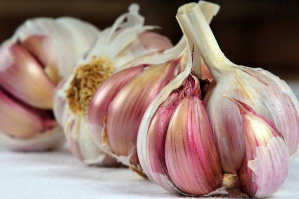 กานพลูสำหรับปลูก