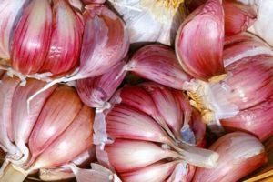 คำอธิบายพันธุ์กระเทียมเปตรอฟสกี้และลักษณะการเพาะปลูก