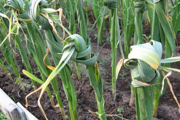 กระเทียมสุก