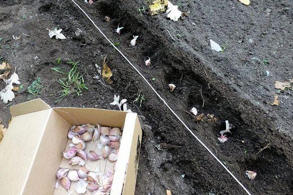 การปลูกกระเทียม