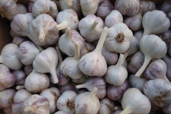 การเก็บเกี่ยวกระเทียม