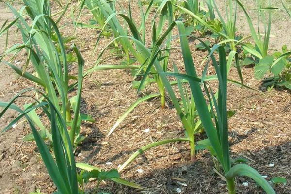 กระเทียมต้นอ่อน