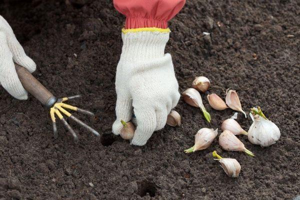 planter de l'ail