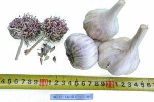 คำอธิบายพันธุ์กระเทียม Polessky Souvenir คุณสมบัติการเพาะปลูกและการดูแลรักษา