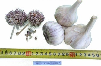 กระเทียมโพลซี