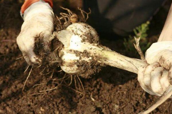 การขุดกระเทียม