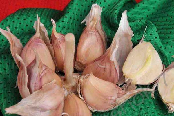 กานพลูสำหรับปลูก