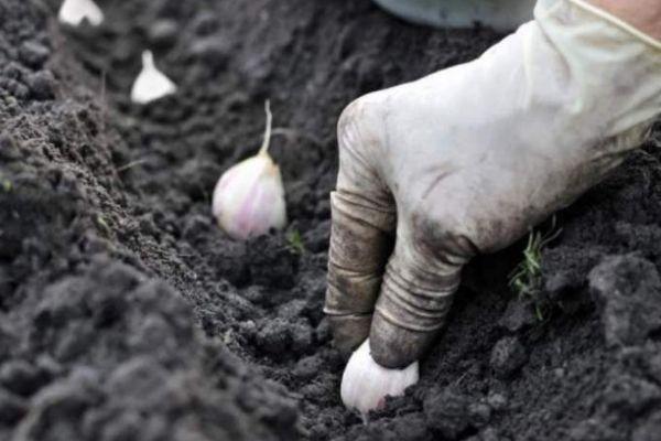 การปลูกกระเทียม