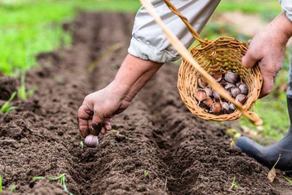 การปลูกกระเทียม