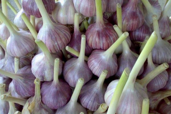 หัวกระเทียม