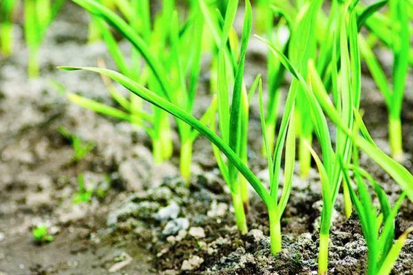 กระเทียมต้นอ่อน