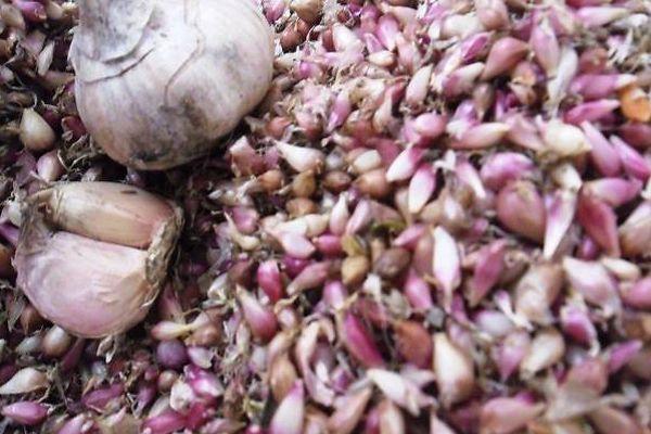 เมล็ดกระเทียม