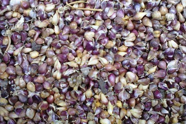 เมล็ดกระเทียม