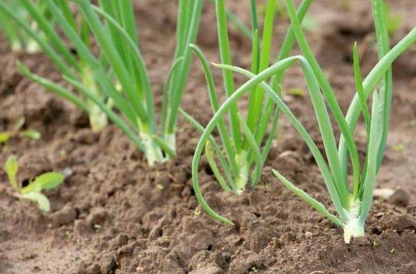 เตียงที่มีหลอดไฟ