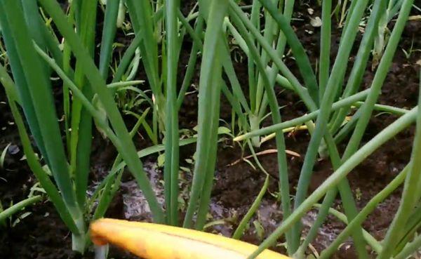 ถั่วงอกหัวหอม