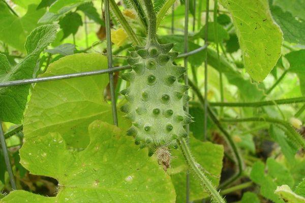 แตงโมคิวาโน