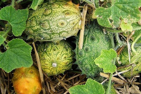 ผลไม้คิวาโน