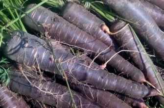 ผลแครอท