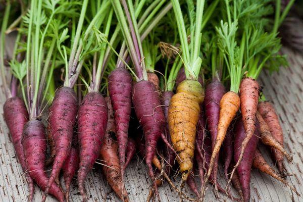 Récolte des carottes