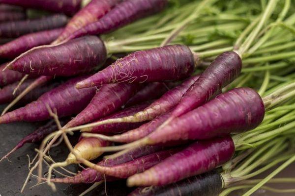 Récolte de carottes