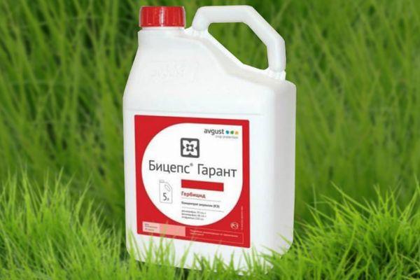 ผู้ค้ำประกันลูกหนู