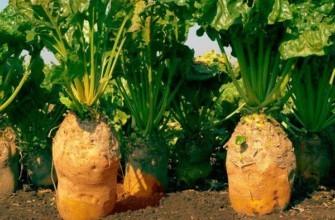 หัวบีทสำหรับเลี้ยงสัตว์