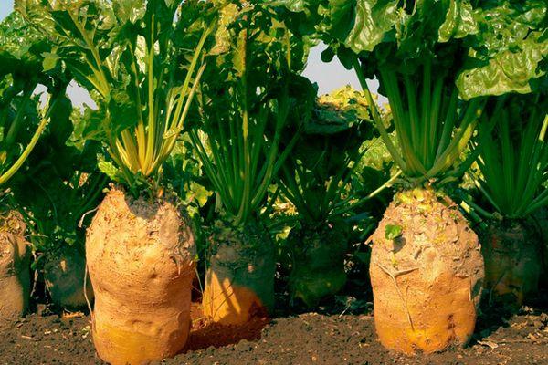 หัวบีทสำหรับเลี้ยงสัตว์