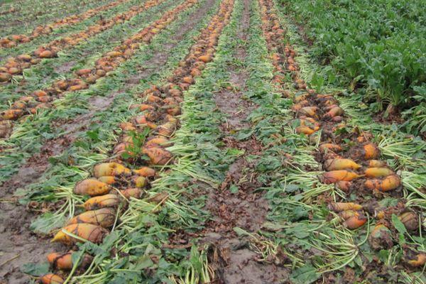 หัวบีทสำหรับเลี้ยงสัตว์