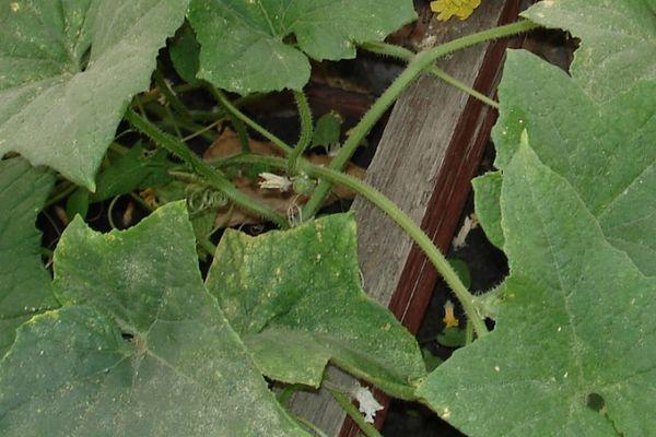 การดูแลแตงกวา