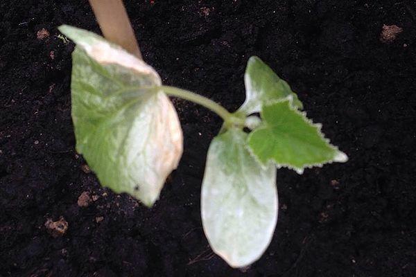 แตงกวาอ่อน