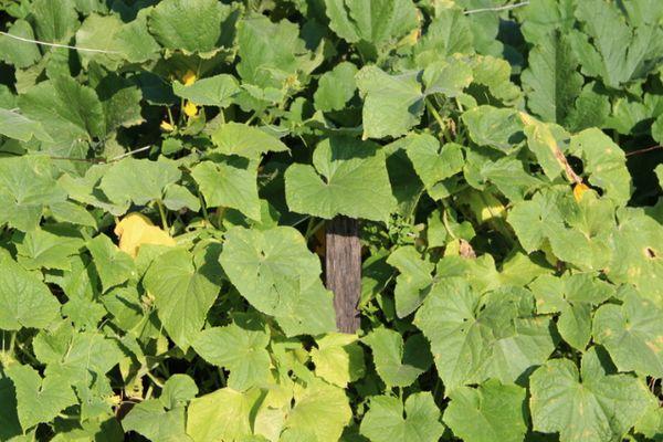 การปลูกแตงกวา