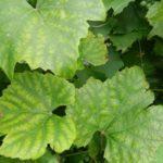 แตงกวาที่เป็นโรค