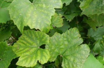 แตงกวาที่เป็นโรค