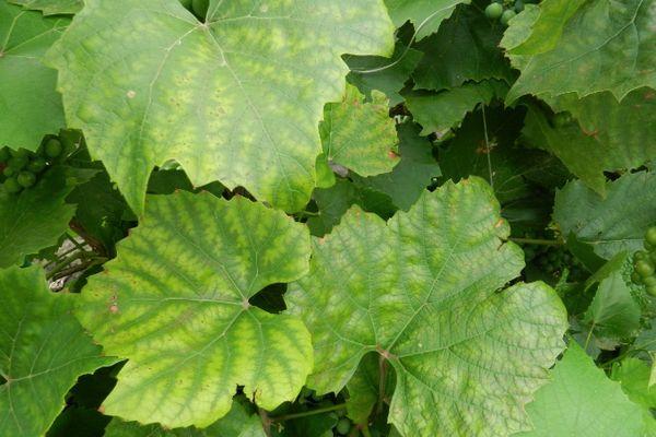 แตงกวาที่เป็นโรค