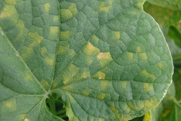 โรคแตงกวา