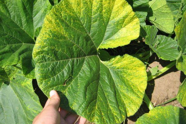 ใบที่ได้รับผลกระทบ