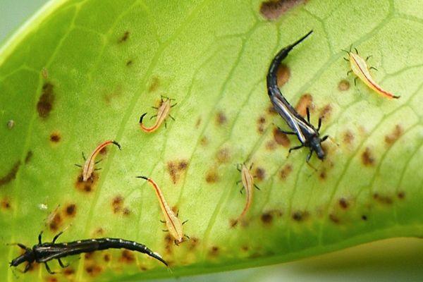 Thrips sur une feuille
