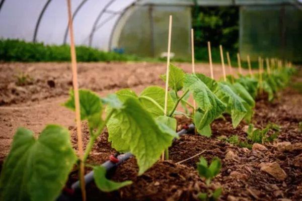 ถั่วงอกแตงกวา