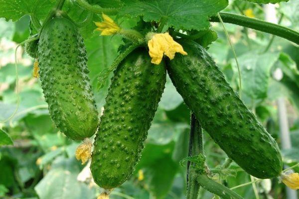 ผลแตงกวา