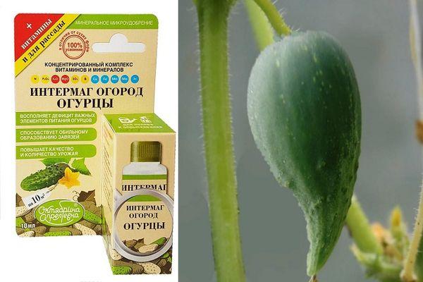 ปุ๋ยสำหรับแตงกวา