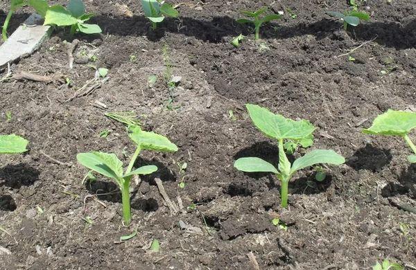 ถั่วงอกแตงกวา