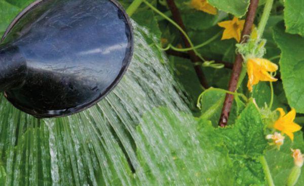 การพ่นยาแตงกวา