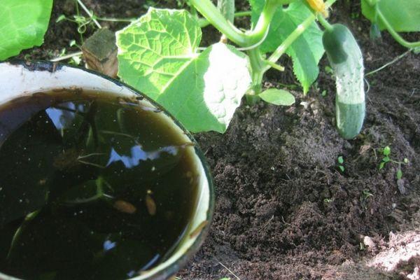 ปุ๋ยสำหรับแตงกวา