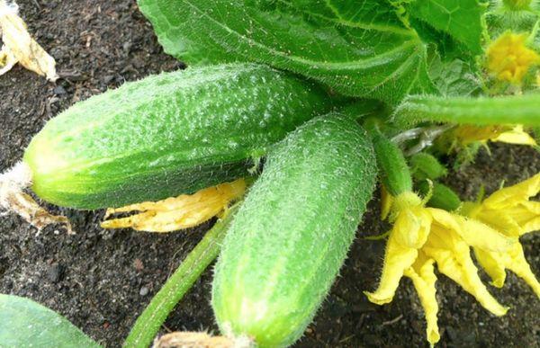 ผลแตงกวา