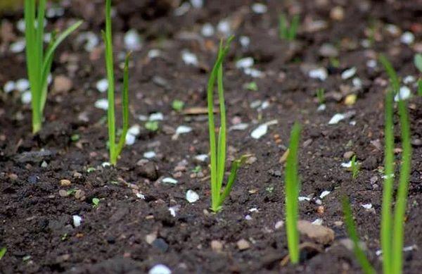 Pousses d'oignon